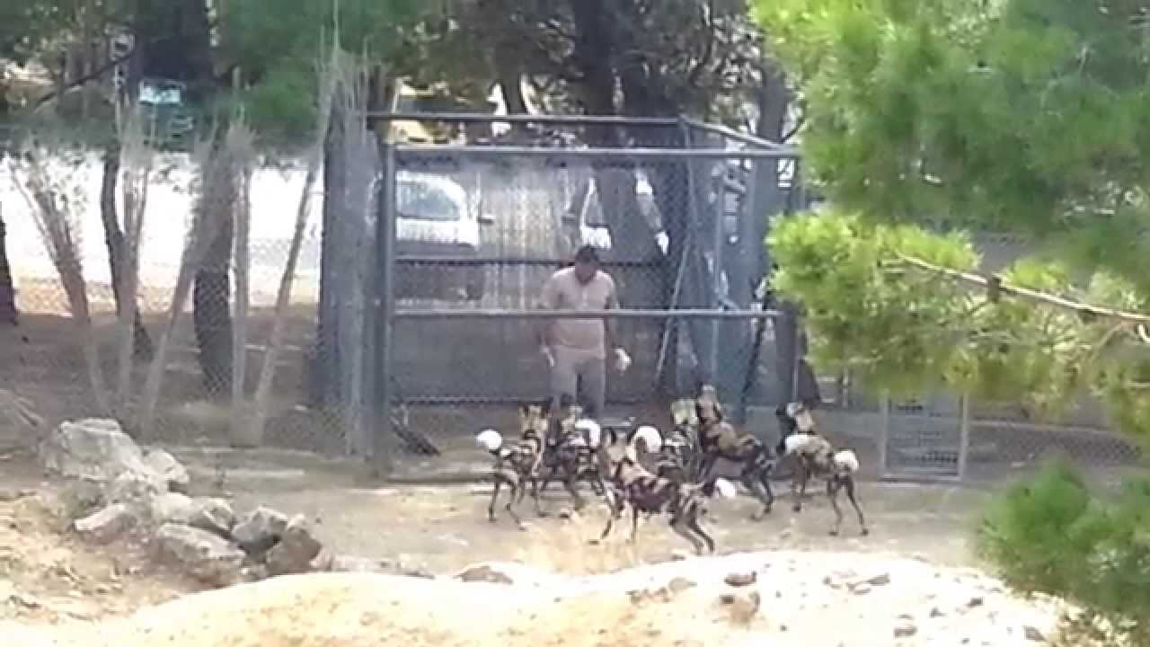 Feeding the wild dogs