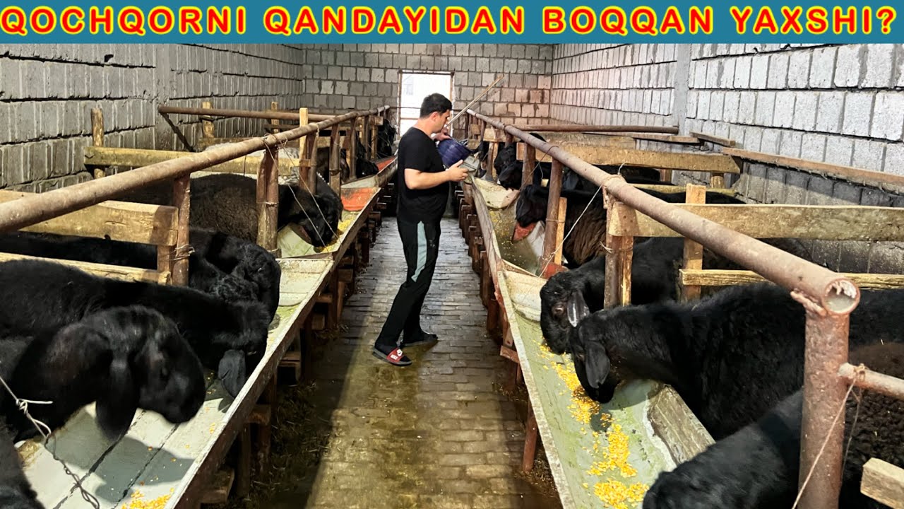 QOCHQOR BOQISHNI YORVORGAN DOSTIMNI FERMASIDAMIZ ☎️90-565-32-00 ☎️99-979-32-00