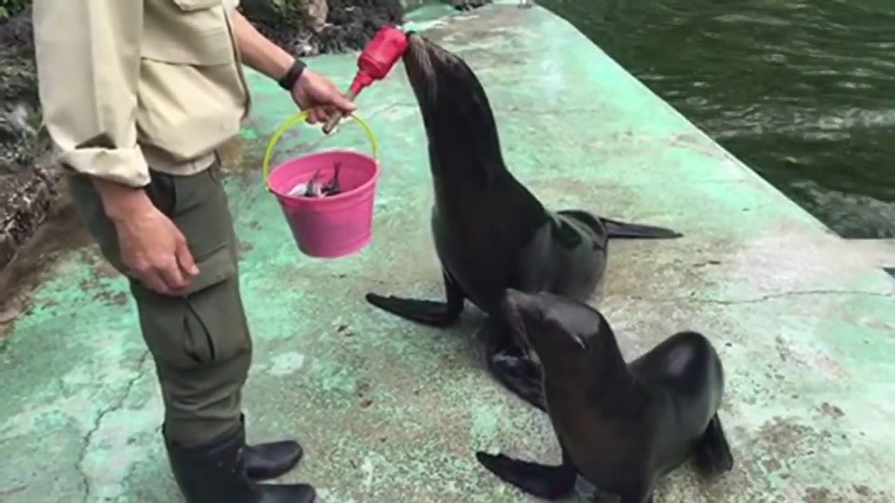 【天王寺動物園】飼育の日特別ライブ配信  おまけ②