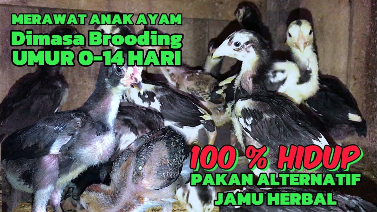 Cara Merawat Anak Ayam Baru Menetas Agar Hidup 100%, Pahami Masa Brooding 0-14 Hari