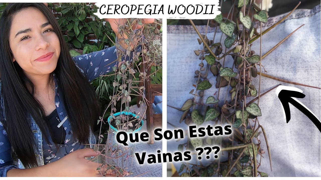 CUIDADOS Y REPRODUCCION DE LA CEROPEGIA WOODII-ROSARIO DE CORAZONES