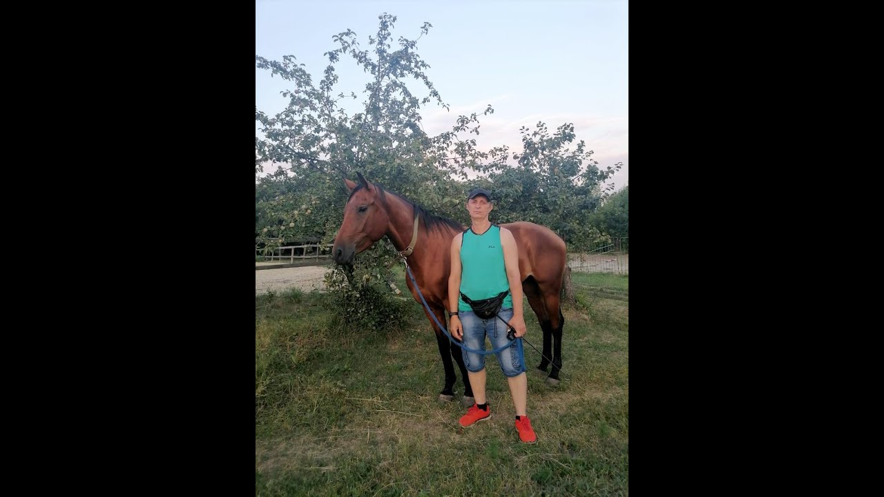 Обучение лошади. Наказания. Horse training.