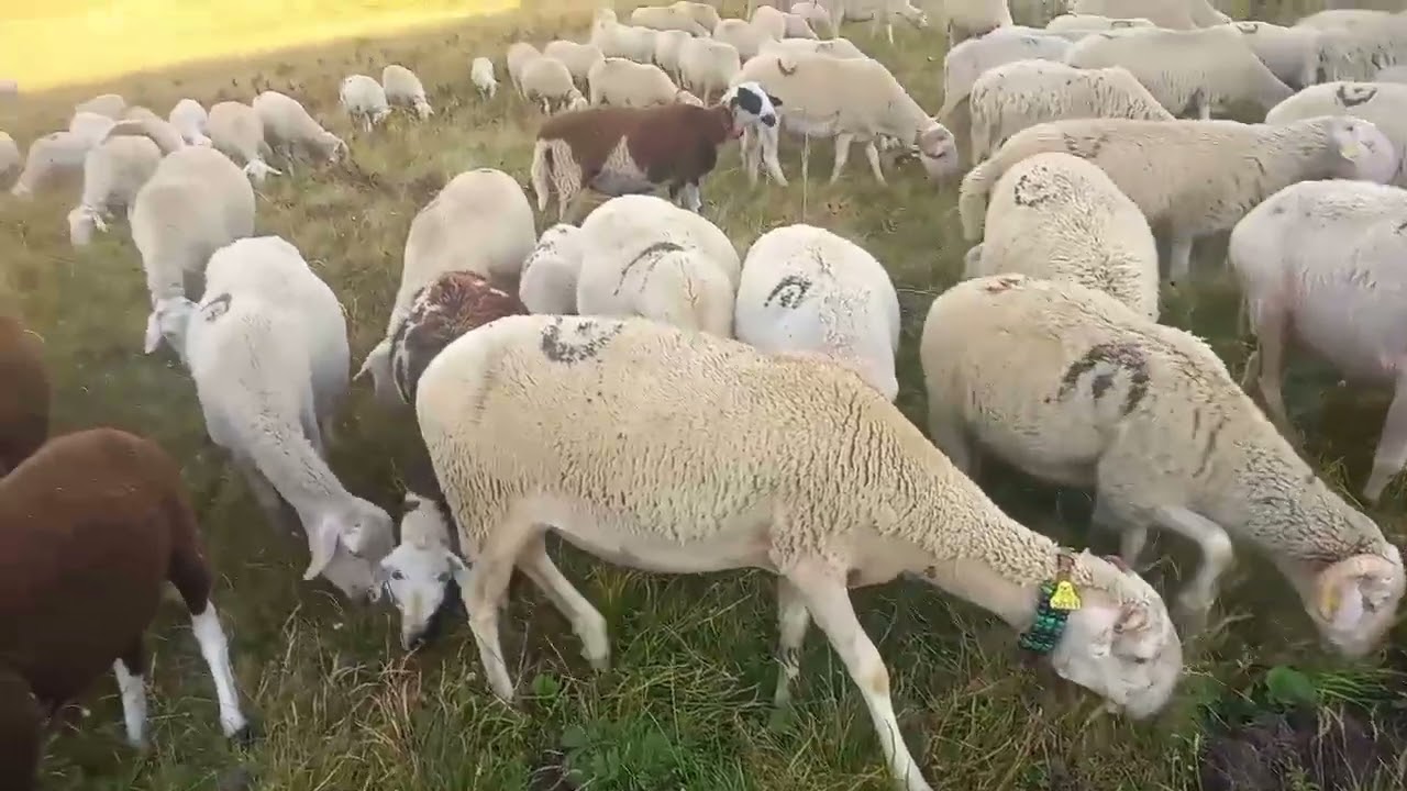 Bjeshket e Sharrit delet e Artan Canzibes, nga familja Skender Metushit te Rahovecit