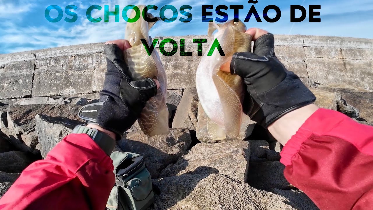Os chocos estão de volta