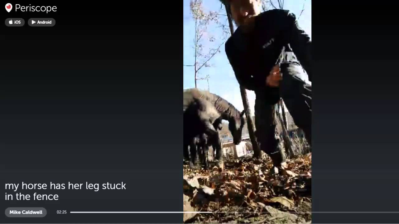 Horses leg freed from fence