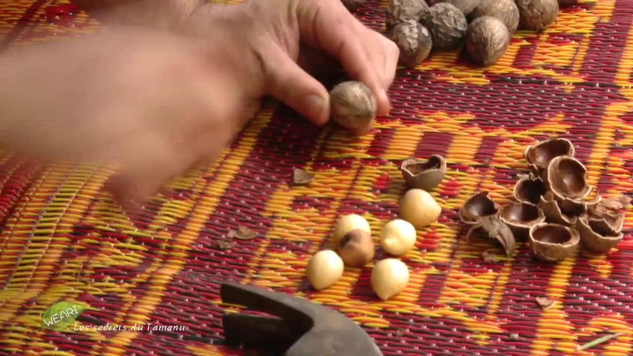 WÉARI ! - Les secrets du tamanou