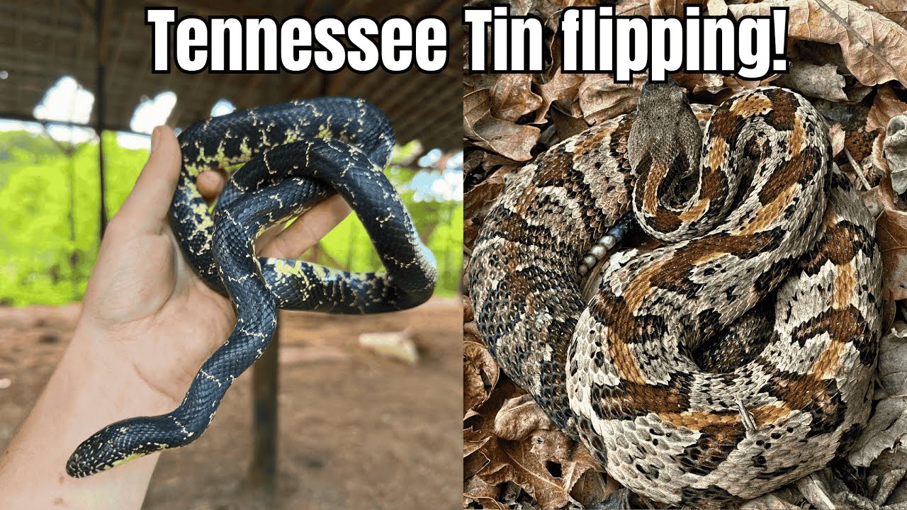 Tennessee Tin Flipping! Rattlesnakes, Kingsnakes and More! Herping 2025|