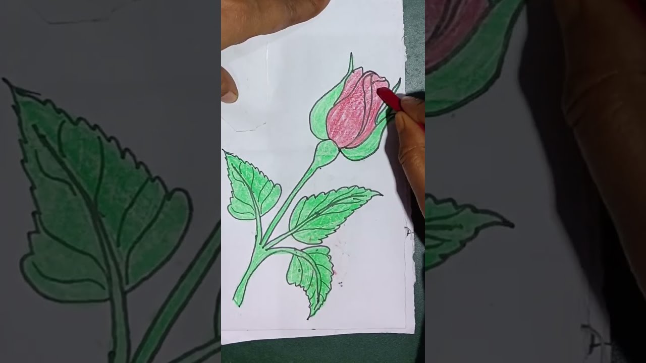How to draw beautiful rose 🌹🌹🌹 easily #drawing #easy #rose 