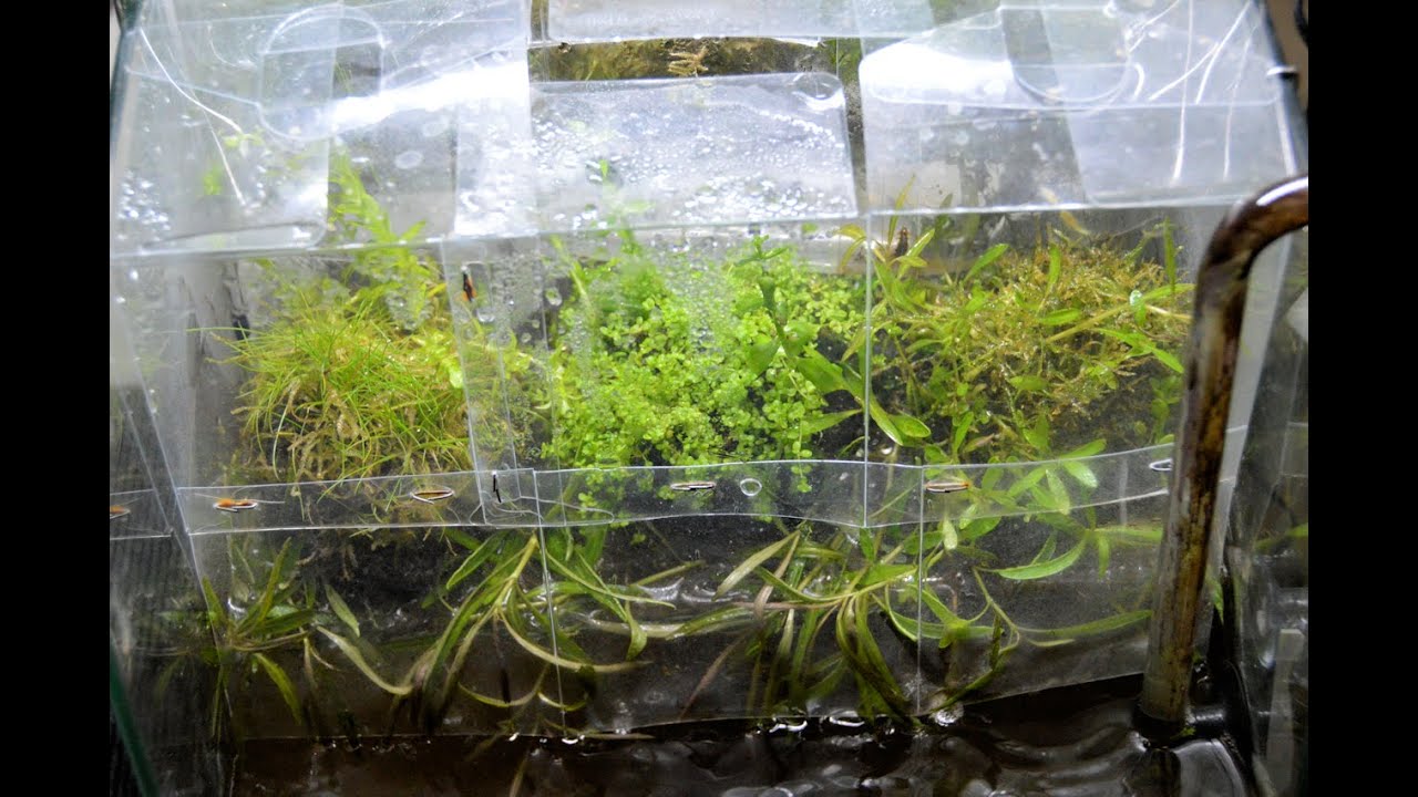 Do!Aqua Waterfall | Wabi Kusa Shrimp Tank | 2016 April | Trimming 4K