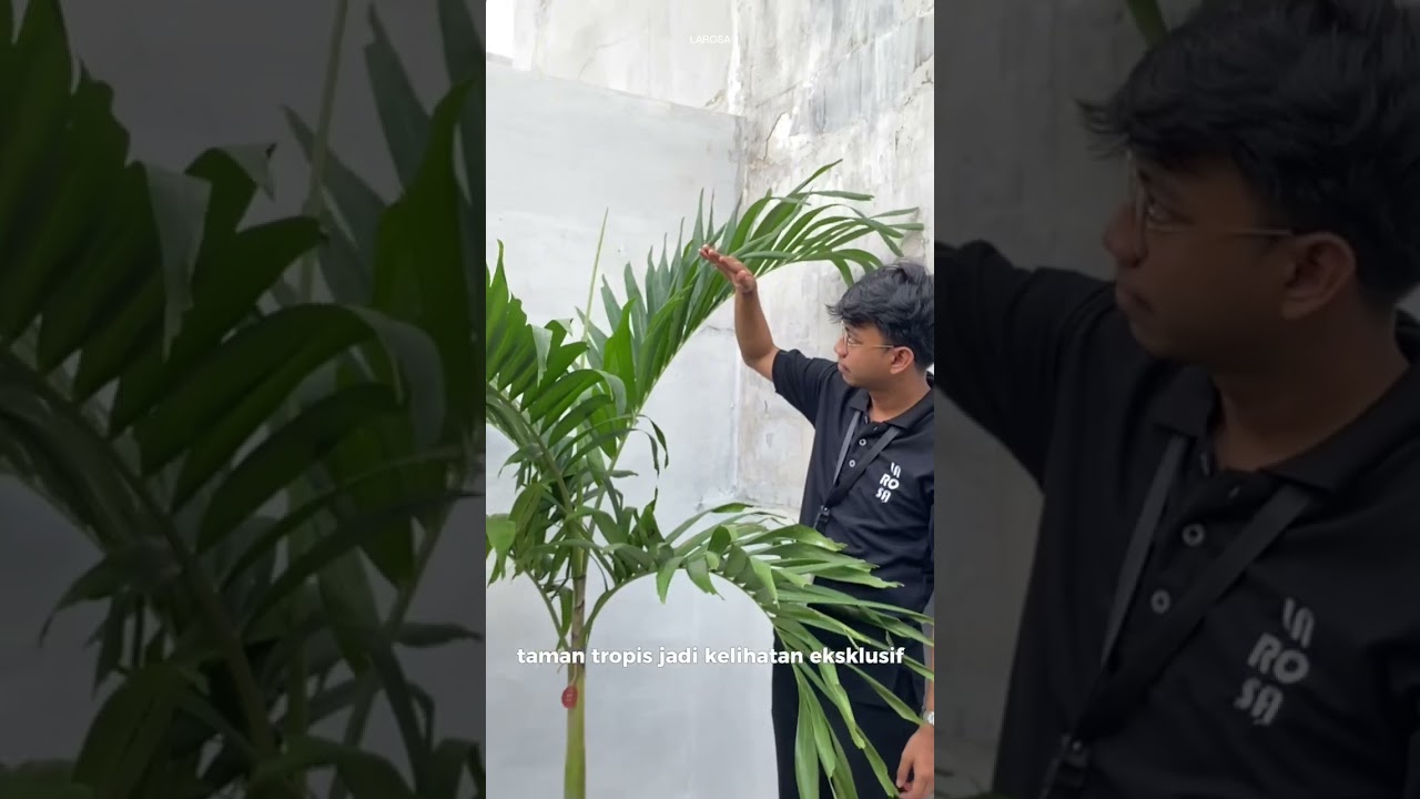 🌴Palm Ekor Tupai: si Elegan, Tahan Panas, dan Gak Kalah Sama Pohon Mahal!