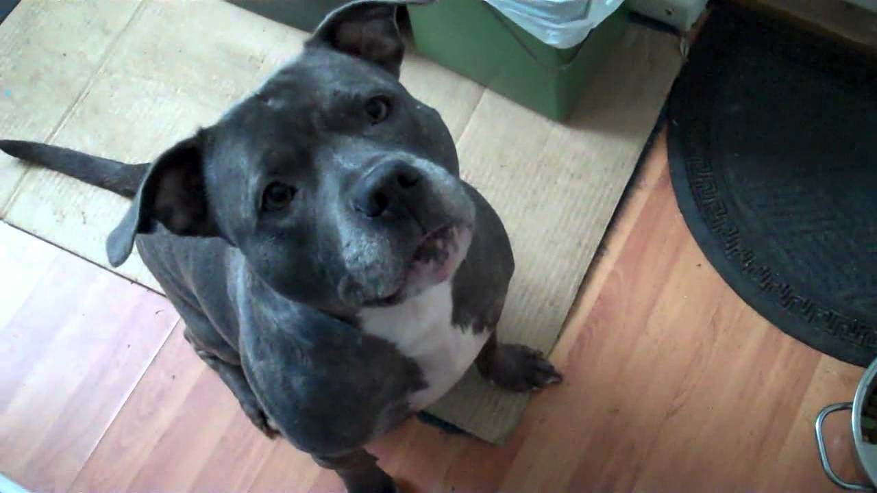 STAFFORDSHIRE BULL TERRIER - Wheres The Cat Lola