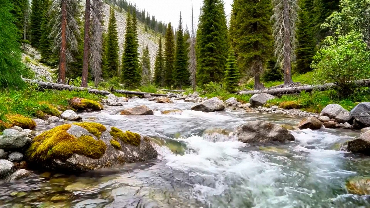Flowing River Water Sounds, Gentle Birds Chirping, Calming Forest Ambience