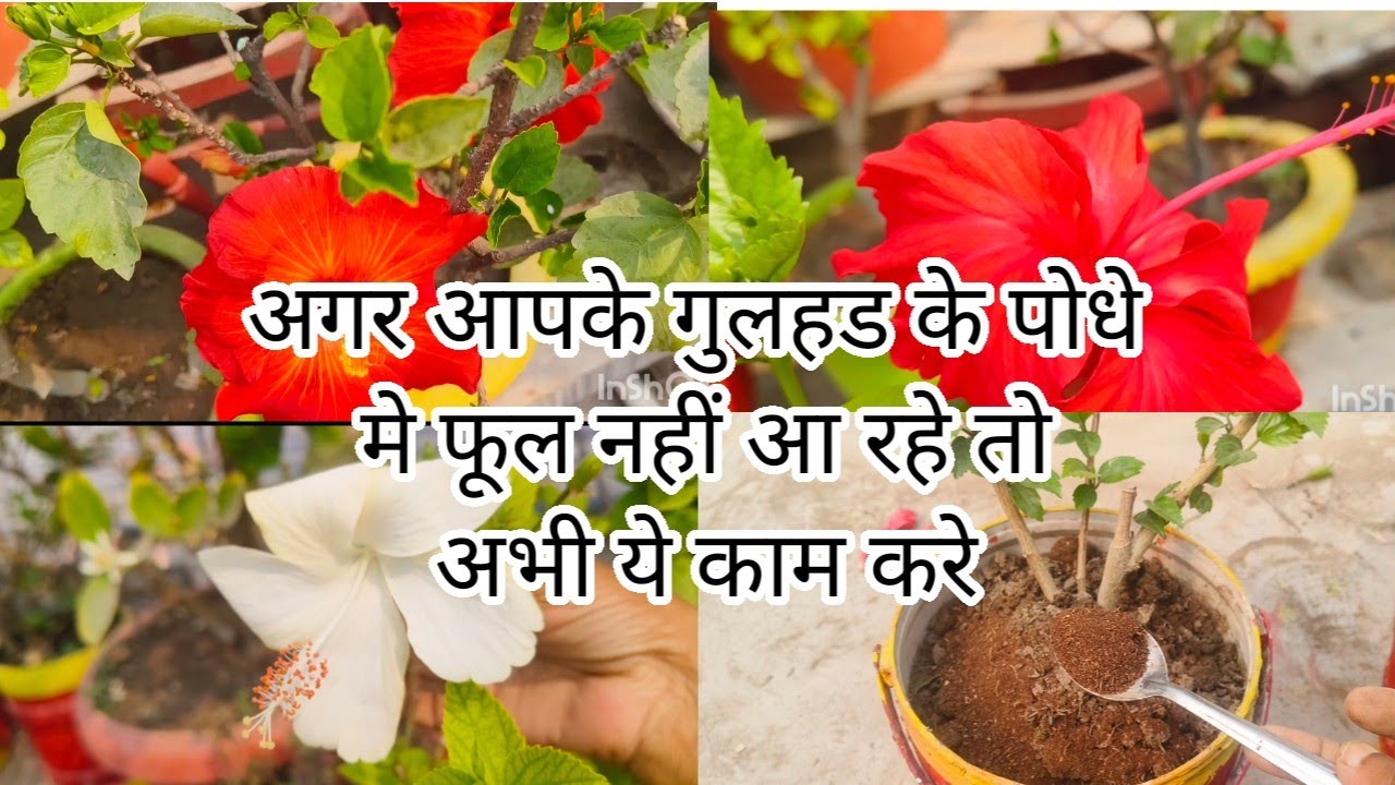 Agar aapke gulhad  me phool nahi aate to ye kaam kare|Best Fertilizer and Care Tips for Hibiscus