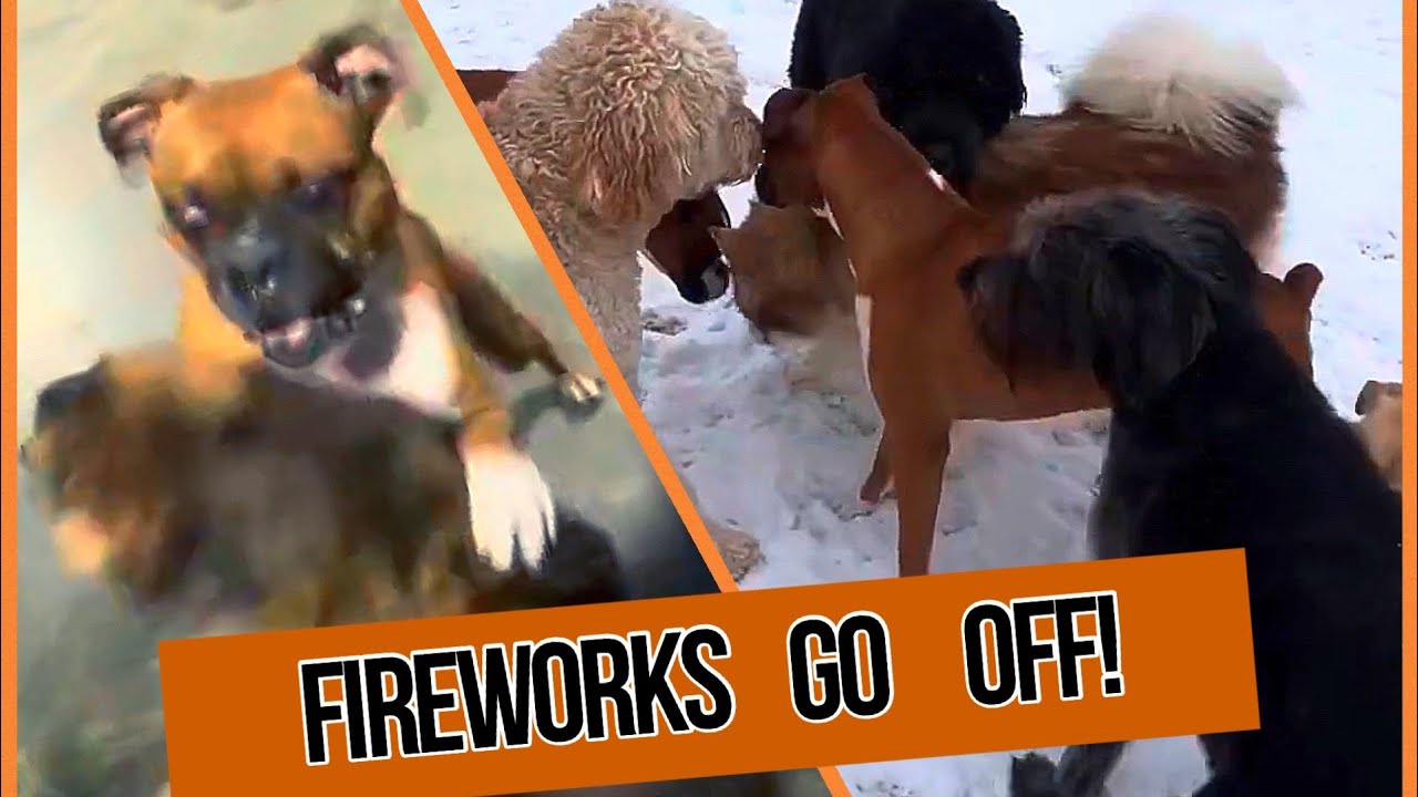 Difficult Boxer tested for Group Doggy Daycare. How I handle it and how it helps stop fights!