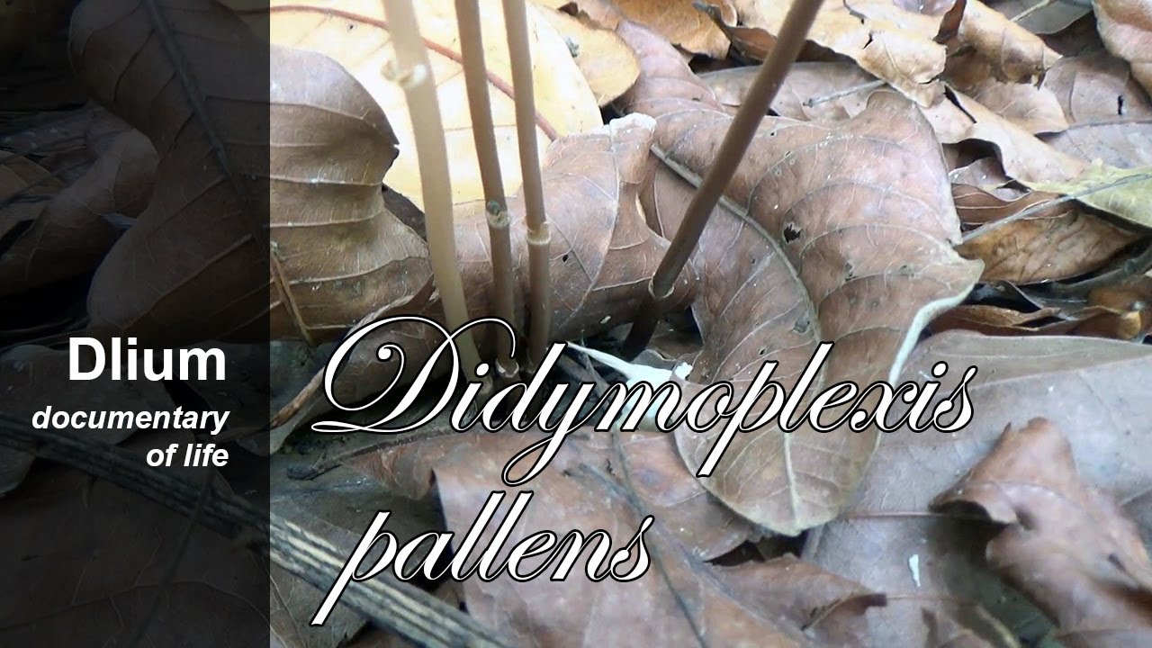 Crystal bell orchid (Didymoplexis pallens) - part 3