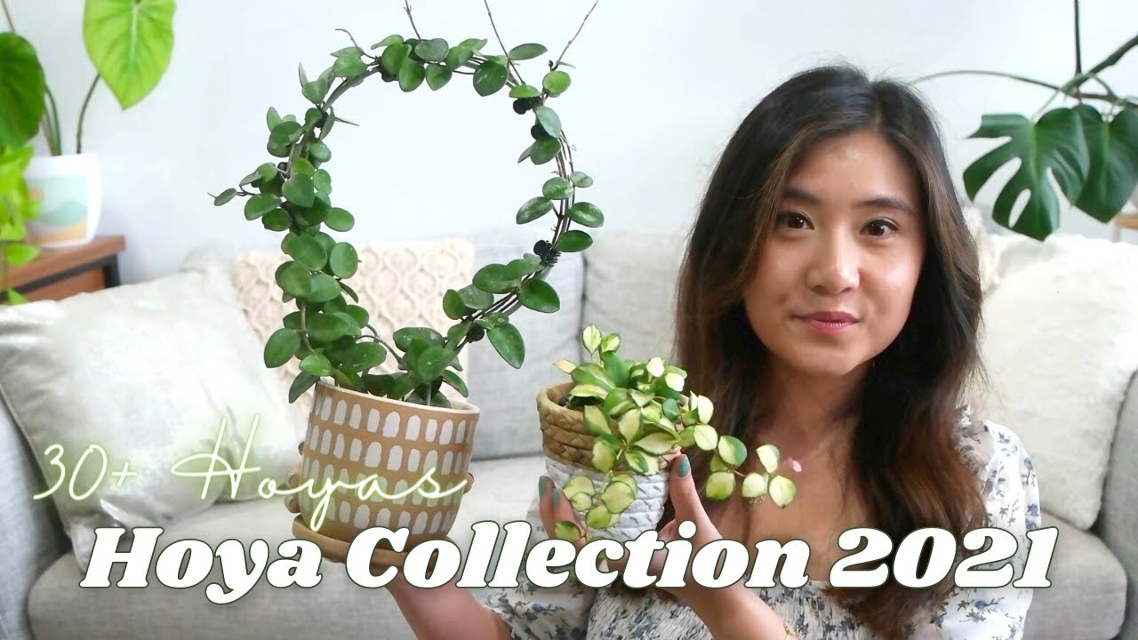 My Hoya Collection March 2021 | 30+ Hoyas