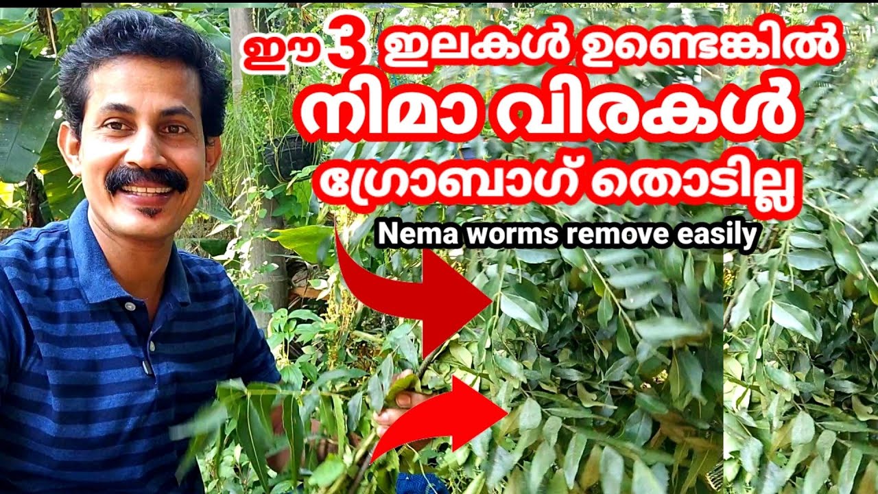 How to Remove nematode in grow bag/നിമാ വിരകൾ ഇനി ഗ്രോബാഗിൽ വരില്ല കായ്ഫലം ഇരട്ടിയാകും/BtechMIXMEDIA