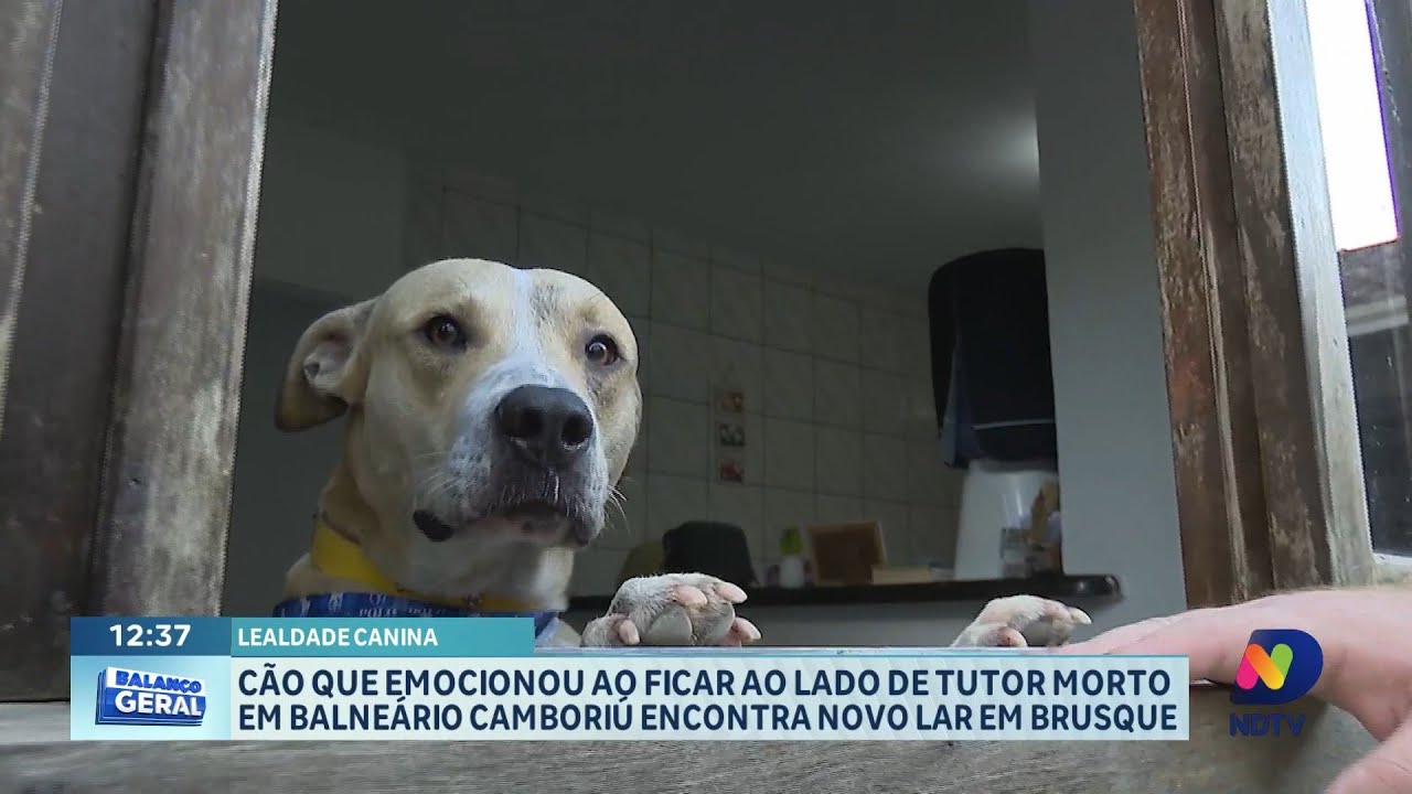 Cão que ficou ao lado de tutor morto recebe nova chance em Brusque