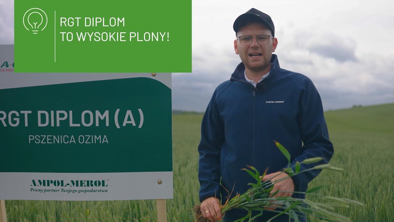 🌾 Pszenica ozima RGT Diplom &ndash; wysokie plony i świetne parametry!