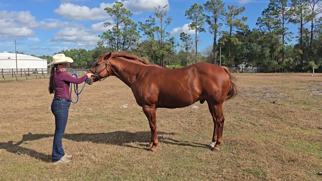 Geldings - January