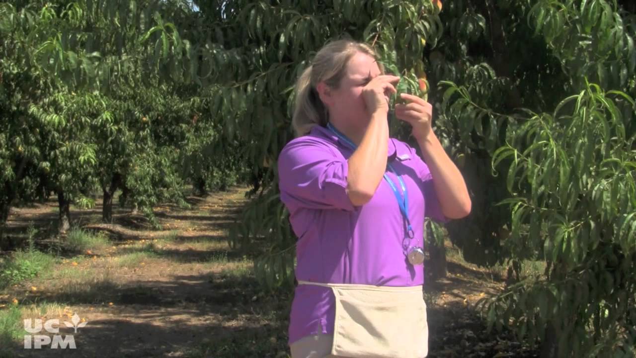 How to monitor for webspinning spider mites in peach and nectarine