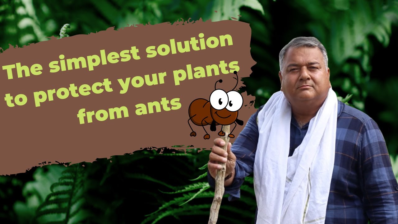 The simplest solution to protect your plants from ants?