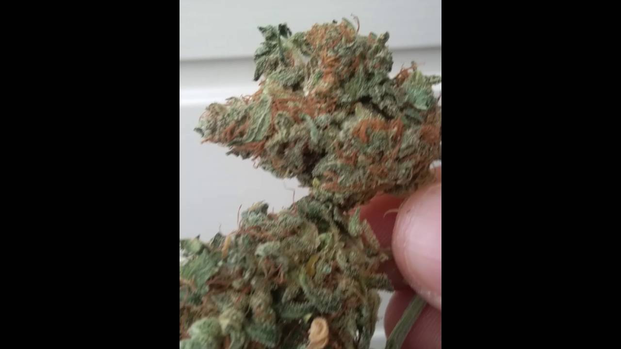 Royal vs Lemon Haze vs Choclate Haze