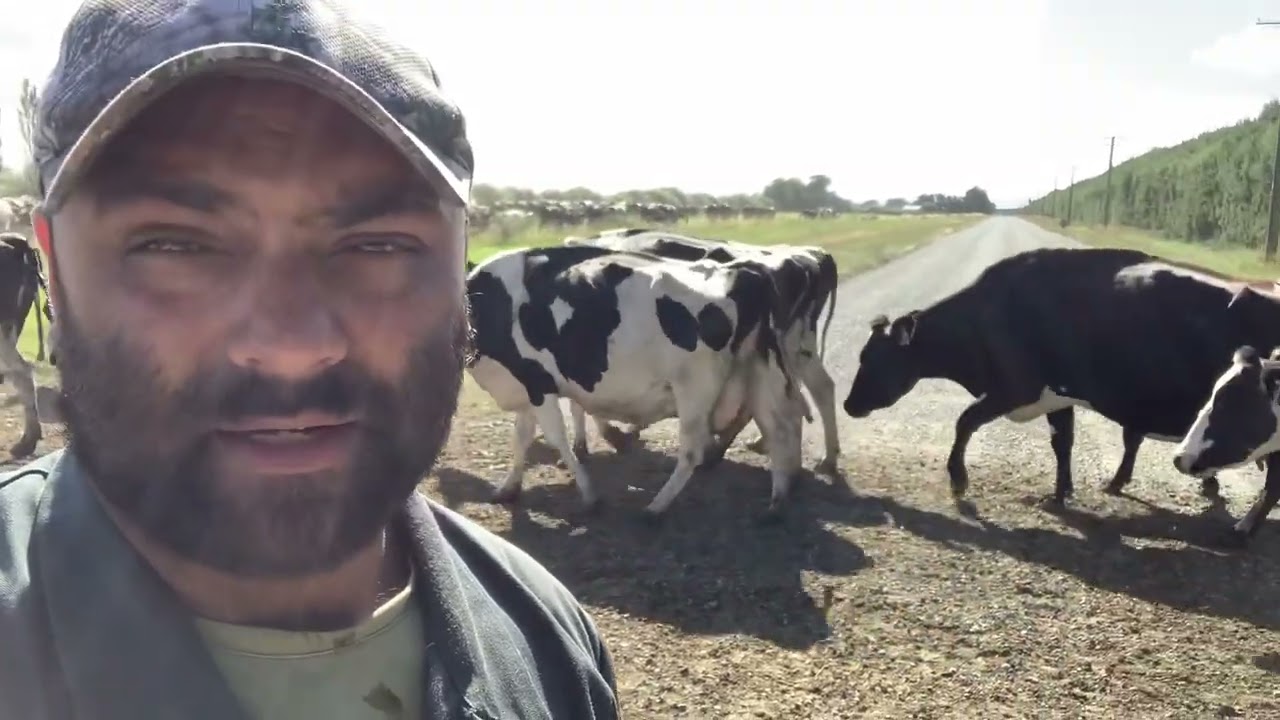 Newzealand dairyfarming jobs| first hindi video| tailscoring cows