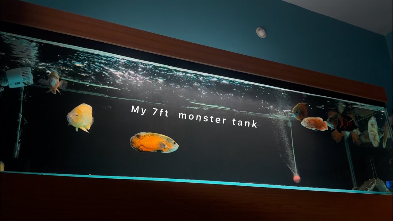 ✅ my 7ft tank finally reveal 😍