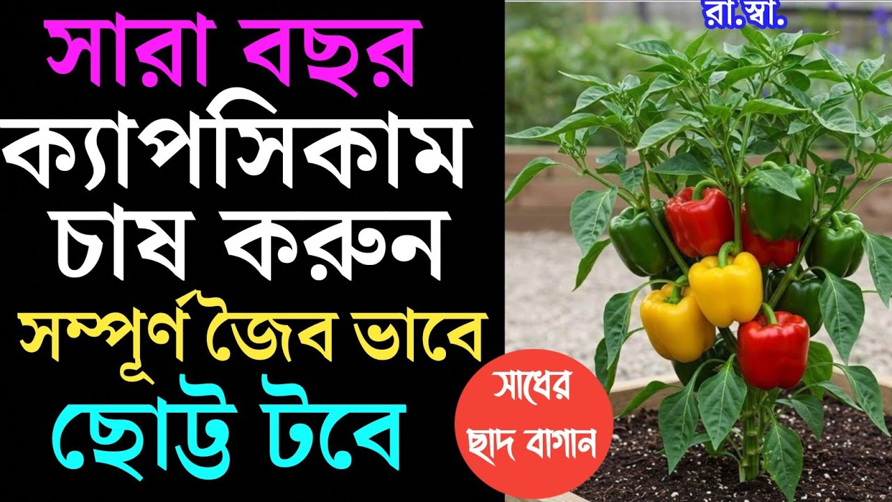 ক্যাপসিকাম চাষ করুন সম্পূর্ণ জৈব ভাবে ছোট্ট টবে সারা বছর ধরে How to grow Bell pepper  by organic way