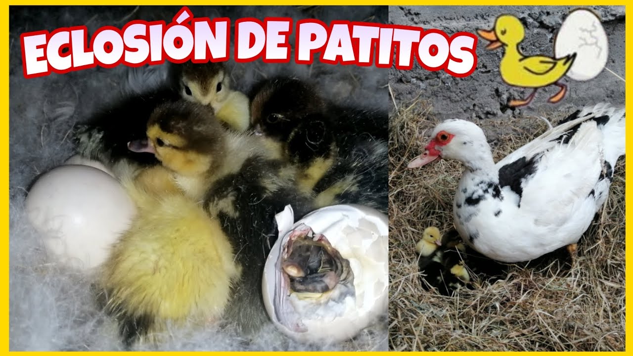 Un día en la granja mostrándoles el NACIMIENTO DE PATITOS... 🐣