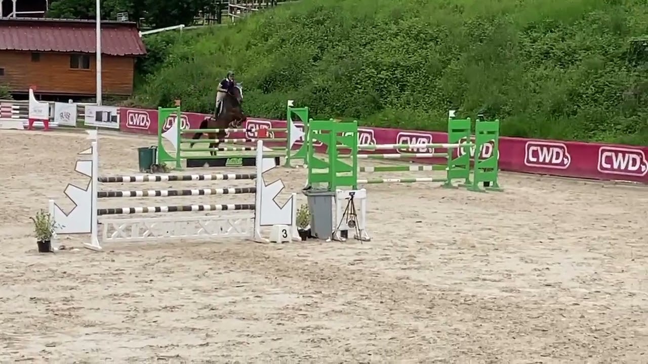 Cheval &agrave; vendre - Hongre de 9ans x Diamant de Semilly - equirodi.com