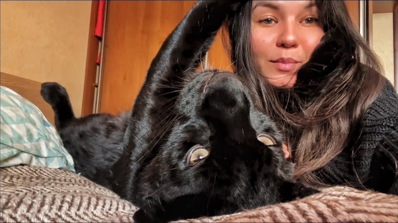 Пантера Луна очень недовольна👿/ Не доброе утро леопарда🙄