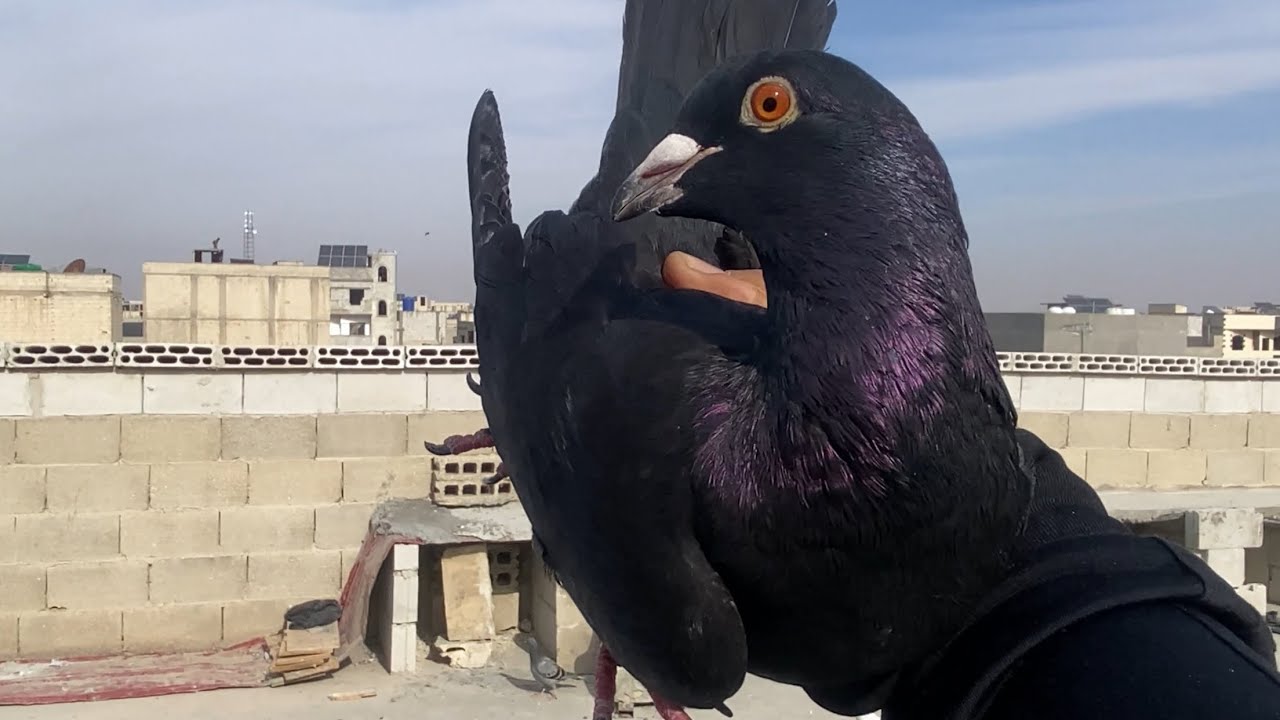 صيد شو اسم هذا الطير