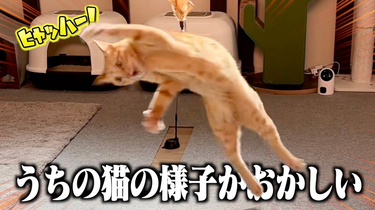 【ご報告】春先になり猫たちの様子がおかしくなってきました...。