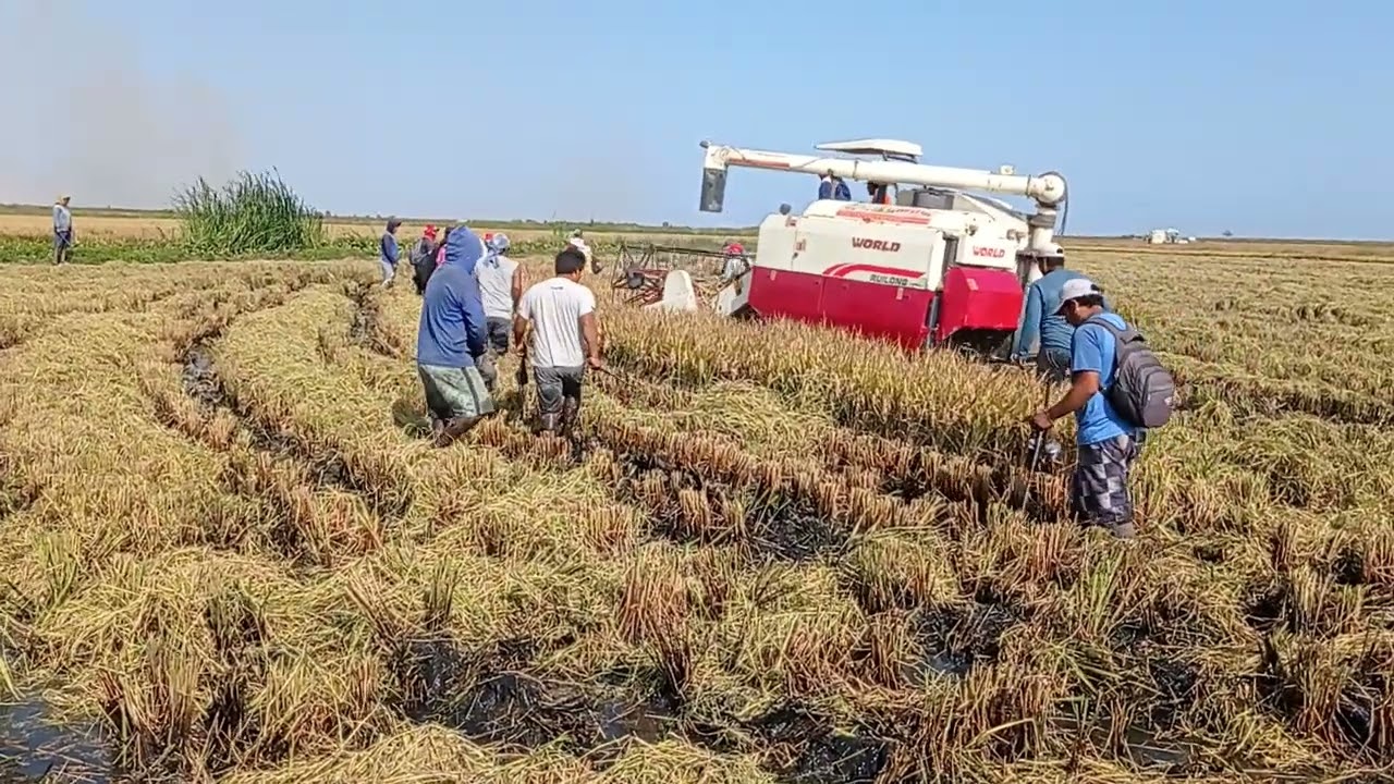 atrapando gallinulas o chocas de pico rojo a mano