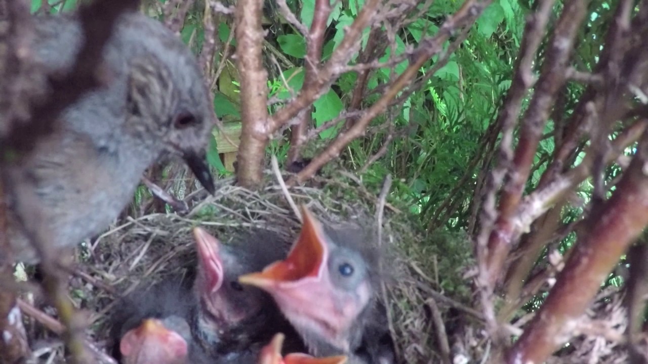 Dunnock Chicks in  nest in the garden