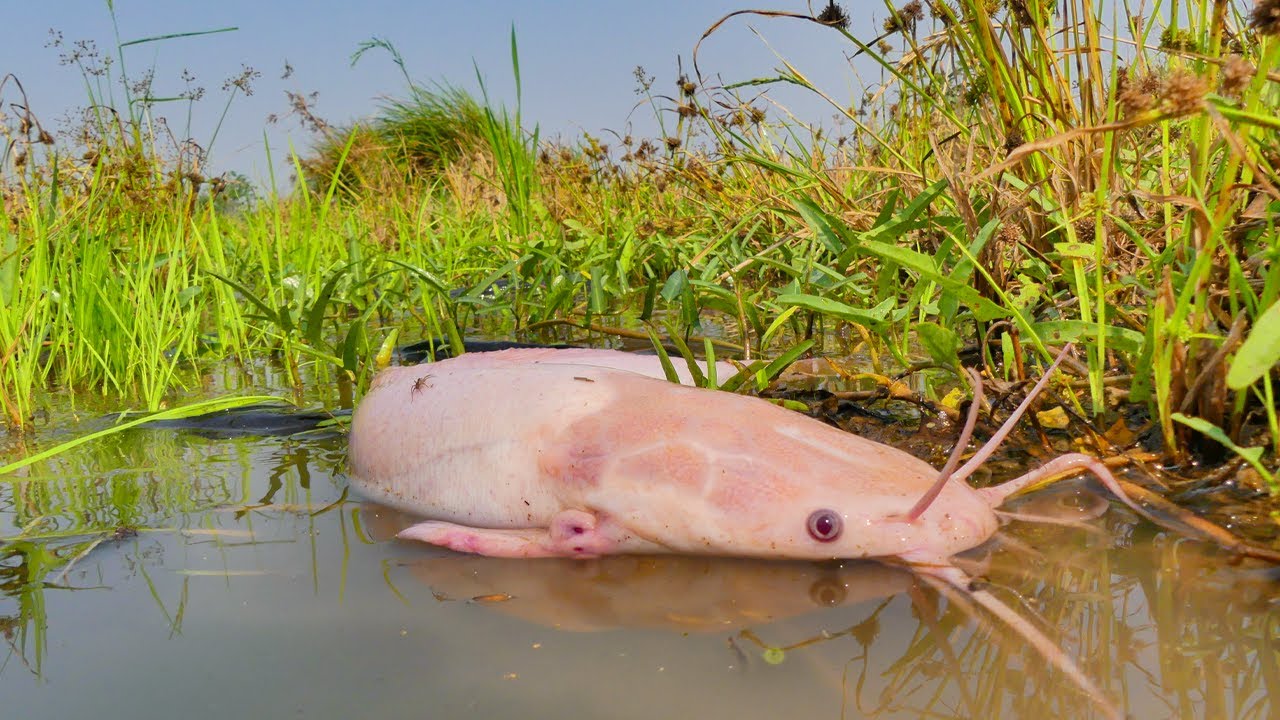Rare Albino Catfish Discovered in Shallow Grass Water