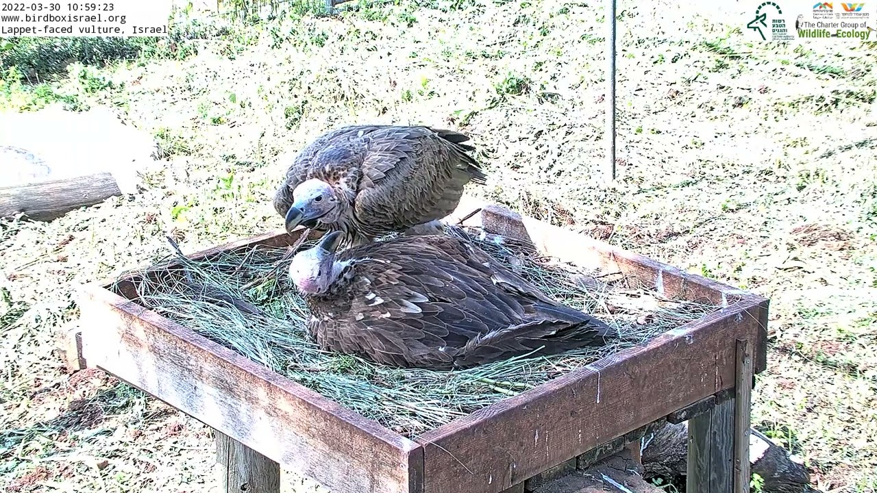 How sweet!!! Male Lappet-Faced Vulture Kisses his Mate in the LIVE Lappet-Faced Vulture CAM
