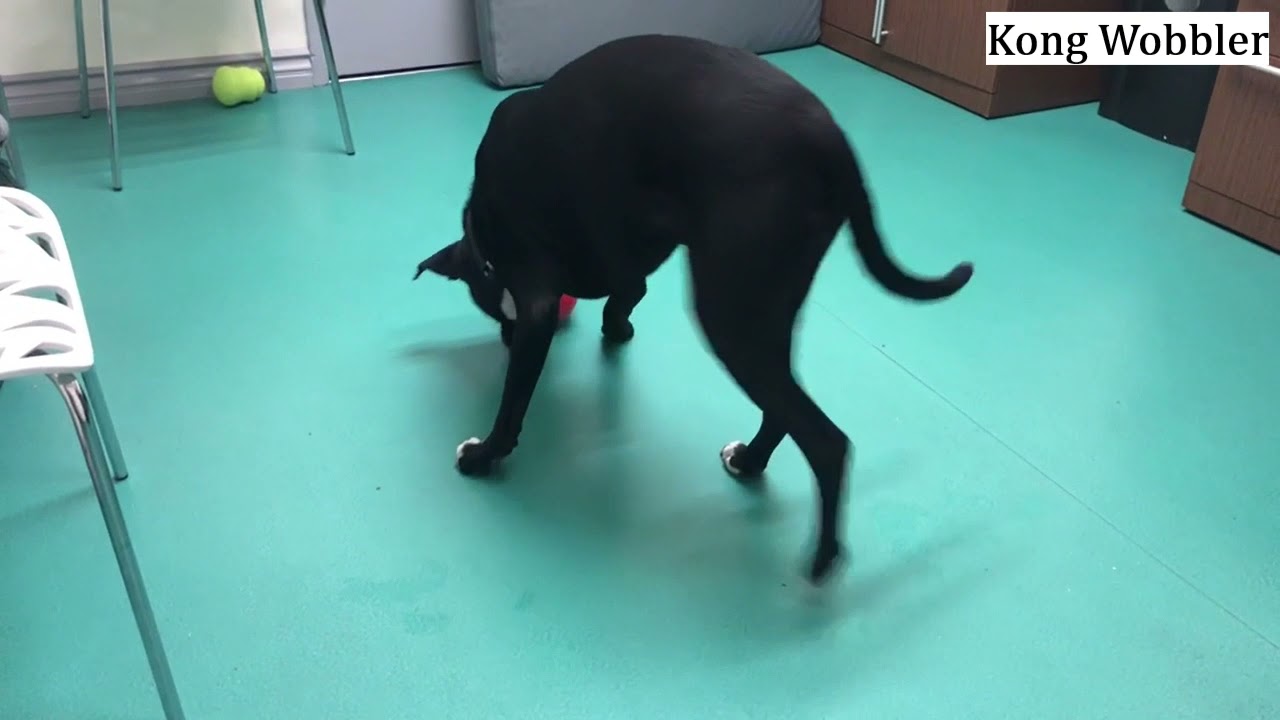 Canine Enrichment through Food Toys