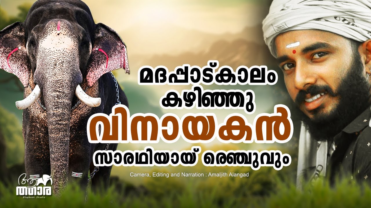 Meenad Vinayakan | Kerala Elephant after his Musth | മീനാട് വിനായകൻ | Aanatthaara | Elephant Kerala