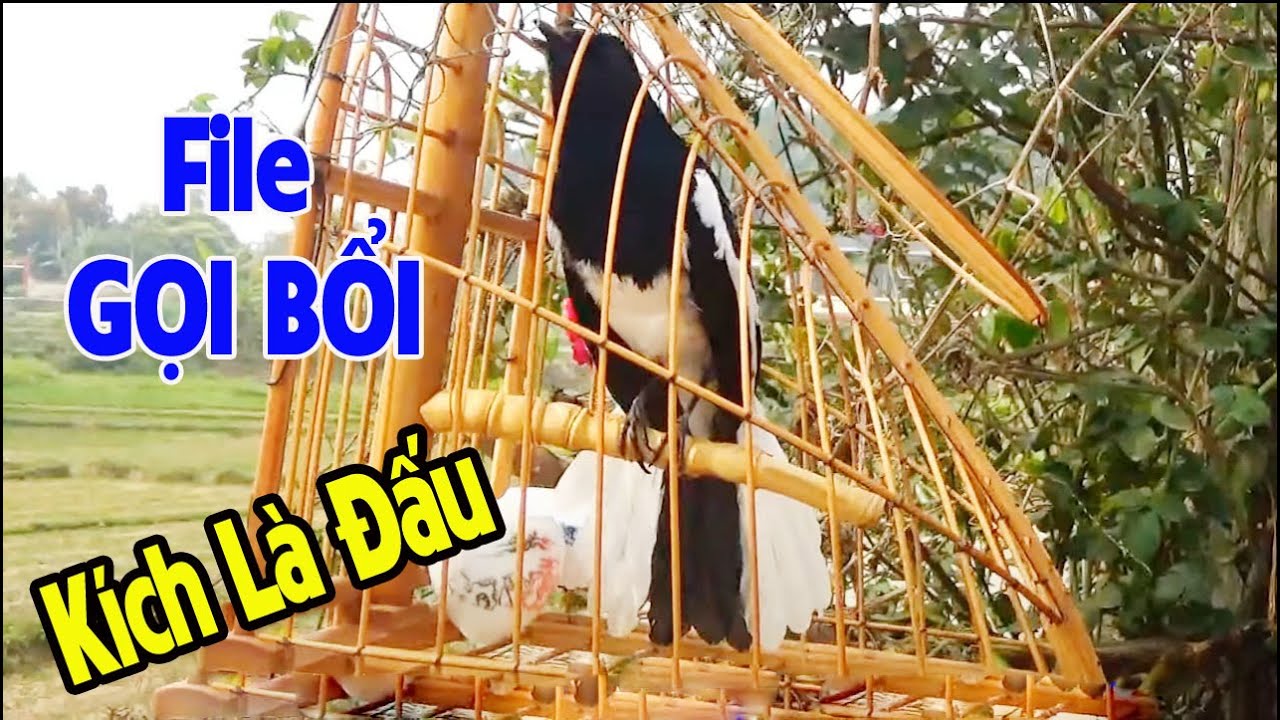Choè than mồi HÓT ĐẤU - KÍCH BỔI CỰC HAY, Kích choè than hót căng lửa // GỌI BỔI CỰC HAY. c248