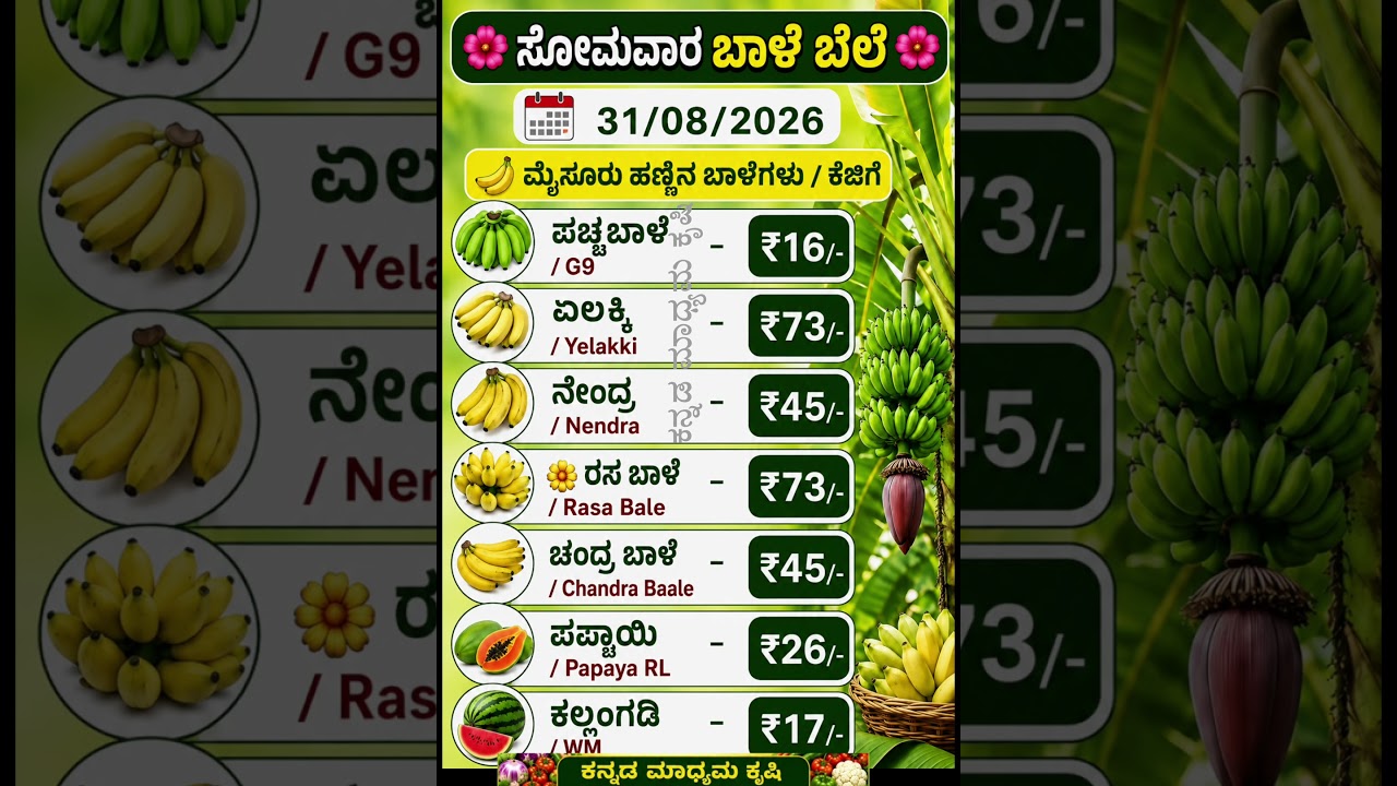 ಮೈಸೂರು ಹಣ್ಣಿನ ಮಾರುಕಟ್ಟೆ ದರಗಳು.31/08/26 ಸೋಮವಾರ ಇಂದಿನ ಬೆಲೆಗಳು ಗ್ರಾಹಕರ ಖರೀದಿ ದರ *1KG#vegetableprice