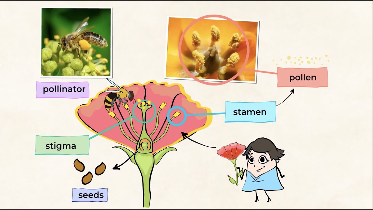 Structures of living things: prickle me not | MightyOwl Science | 4th Grade