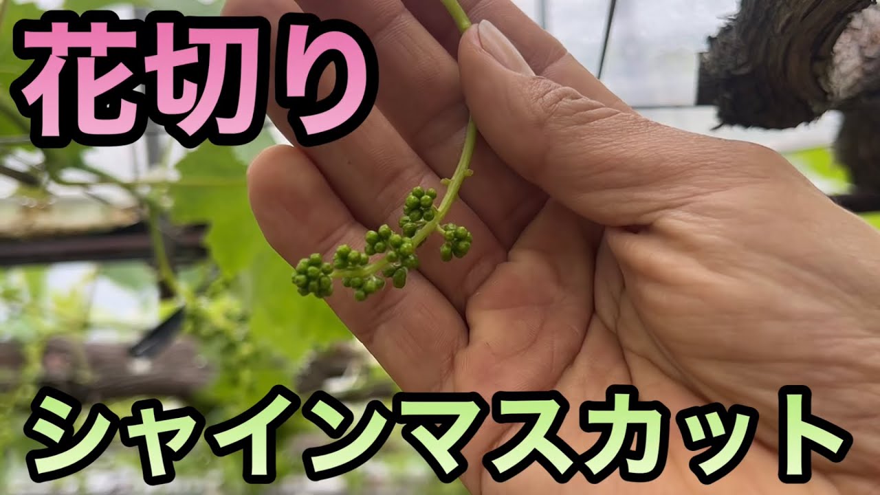 (前編)シャインマスカットの花切り〜基本を理解してキレイなぶどうを作り上げる〜2023-05-03