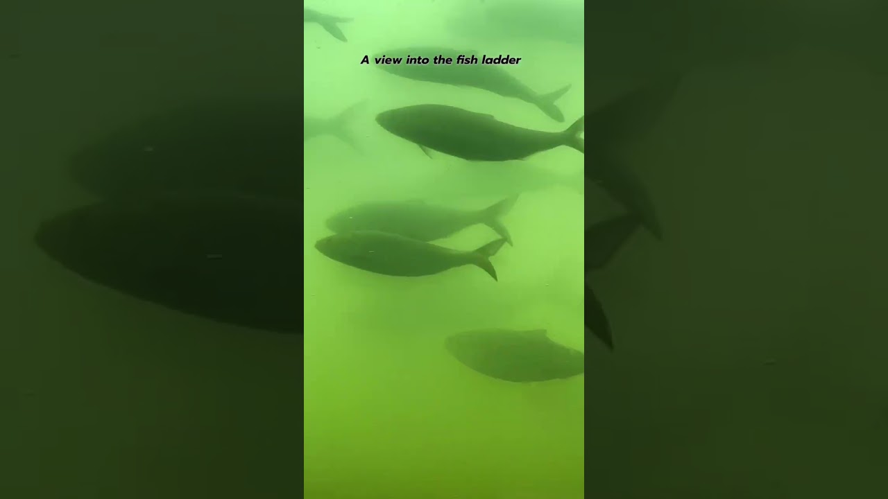 A view into the fish ladder #aquatic #fishladder #fish