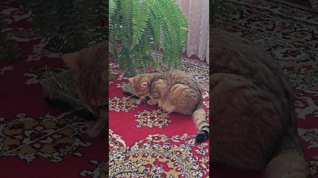 Кот Вася просто красавец.#shorts#shortvideo#short