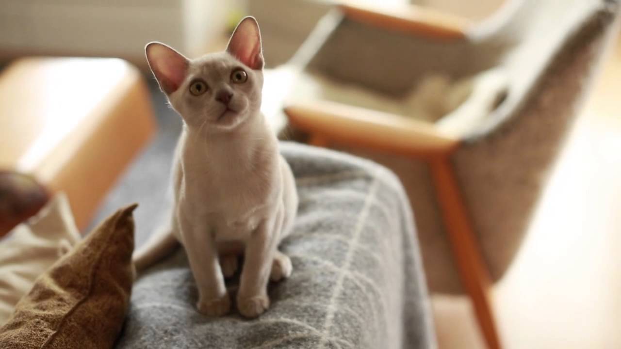 Kissa muuttaa kotiin