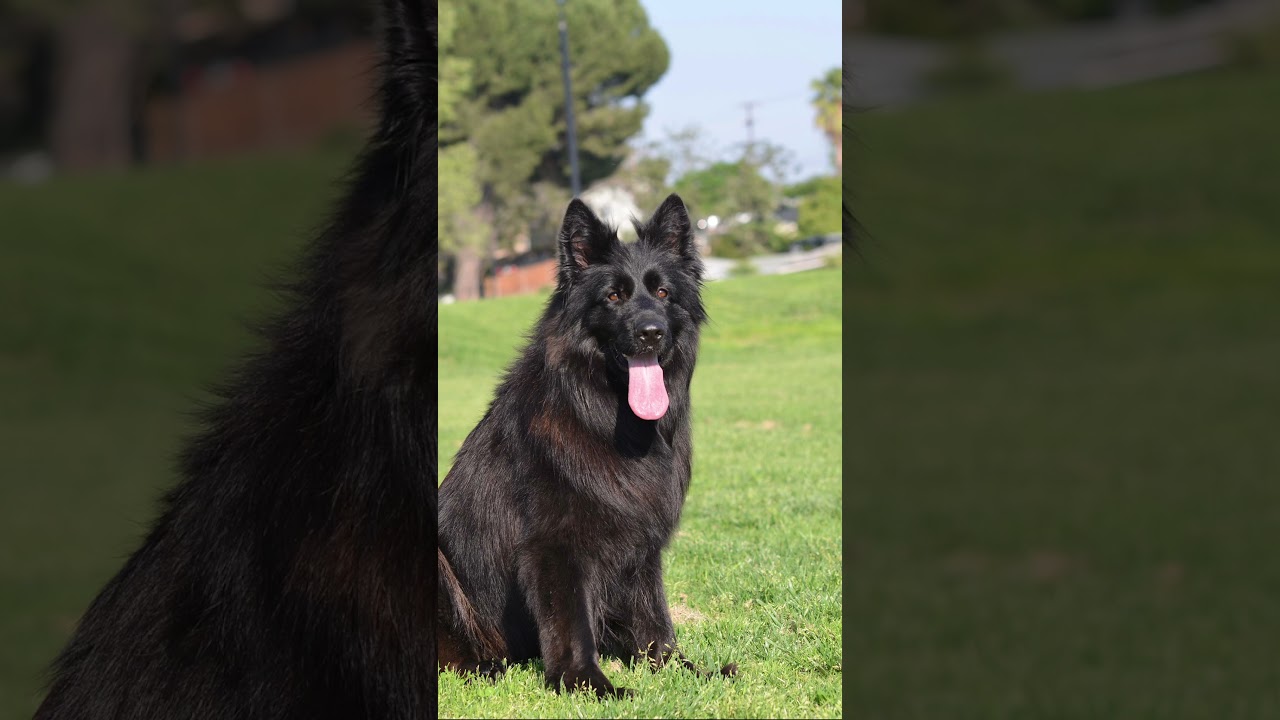 Relaxed posture 🐾 #germanshepherd #gsd #germanshepherdlife #germanshepherdlovers #AKCGermanShepherd