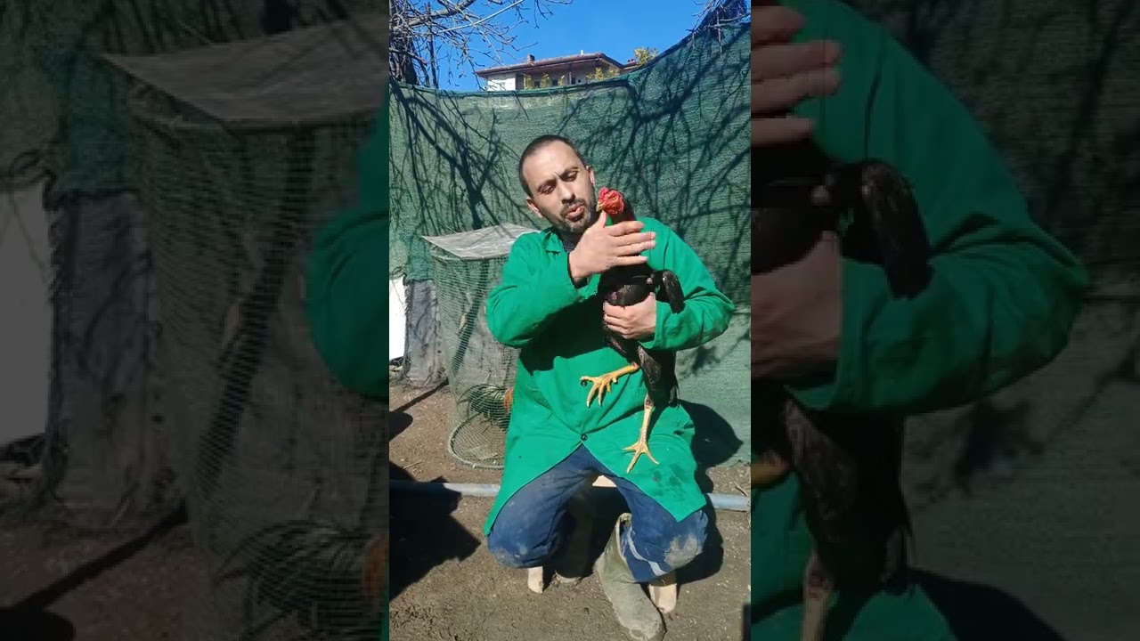 blok 4hint horozu hakkında bilgi aktarimi